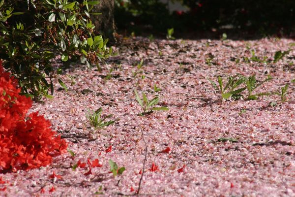 Blütenmeer am Boden